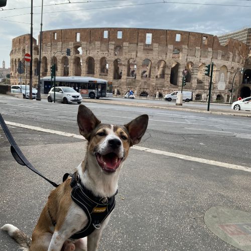 Dog sitting in front of the Colosseum in Rome