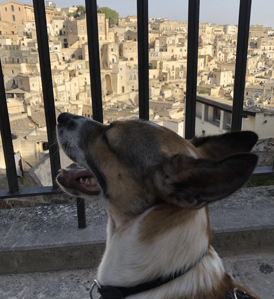 Rex the dog looking out over the Sassi cave dwellings in Matera Italy