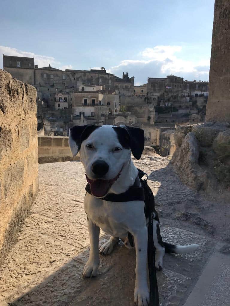 Dog friendly Matera Italy Cash sitting on stone ledge in the Sassi