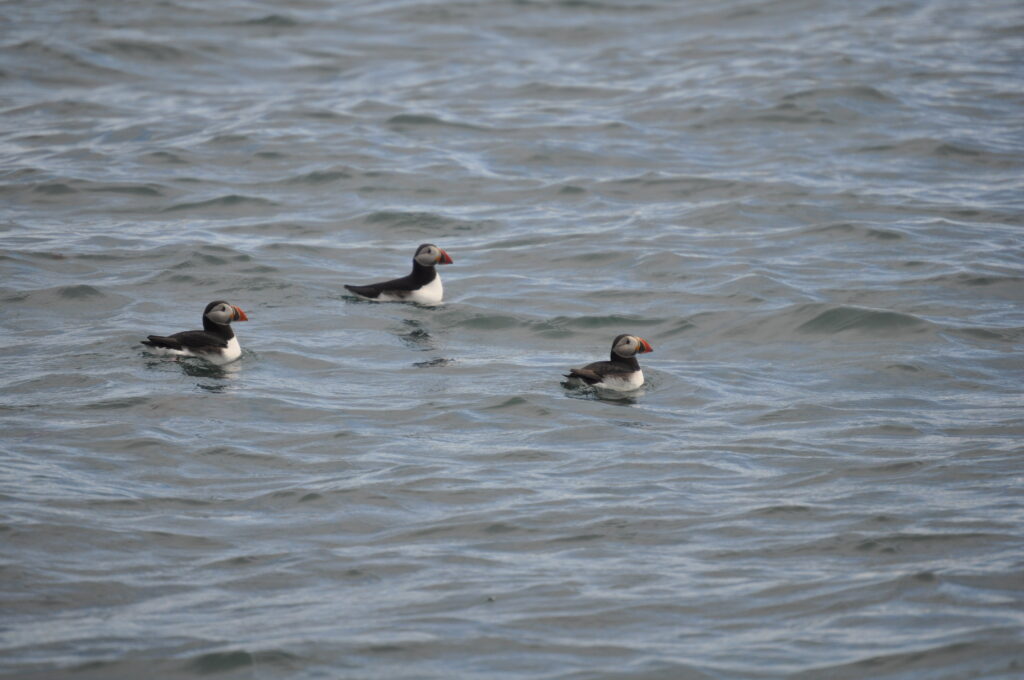 Three puffins swimming in the water near Reykjavik, Iceland