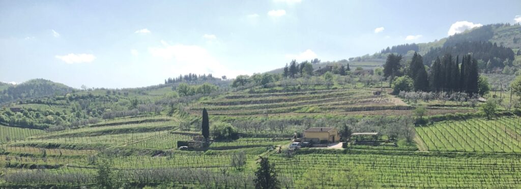 View across vineyards and the Val di Chiana from Cortona