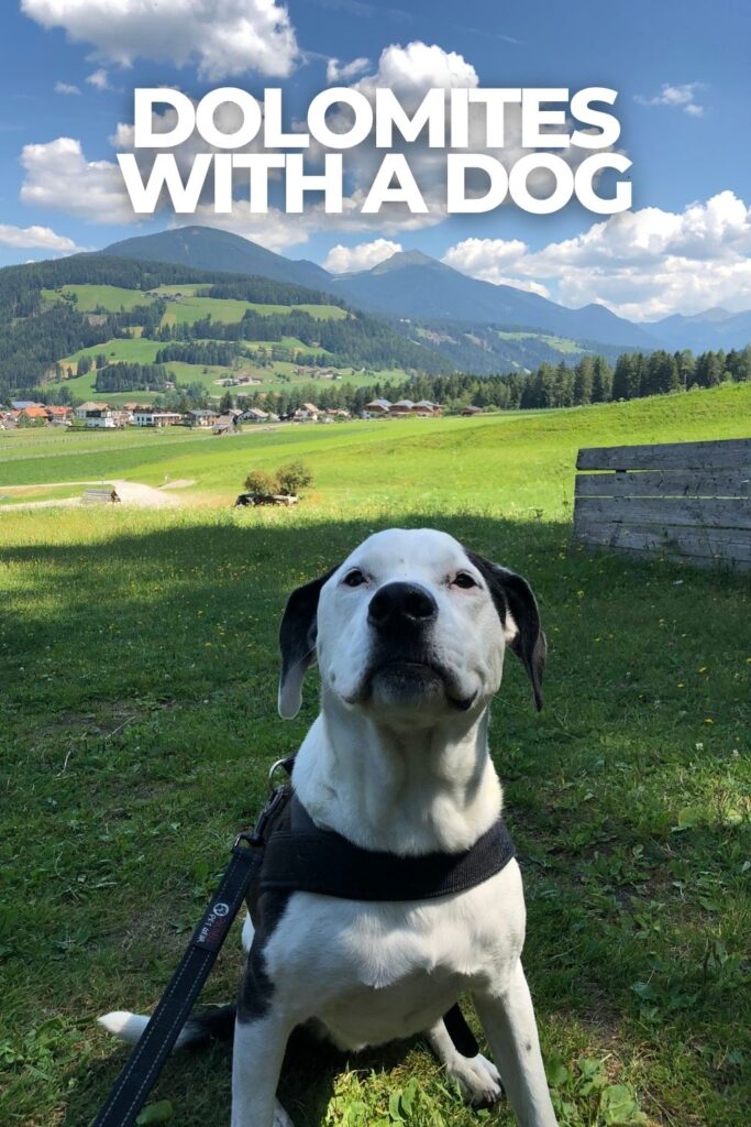 Dog sitting in a mountain meadow in the Dolomites in South Tyrol, Italy