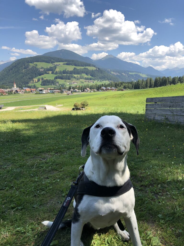 Dog sitting in a mountain meadow in the Dolomites in South Tyrol, Italy