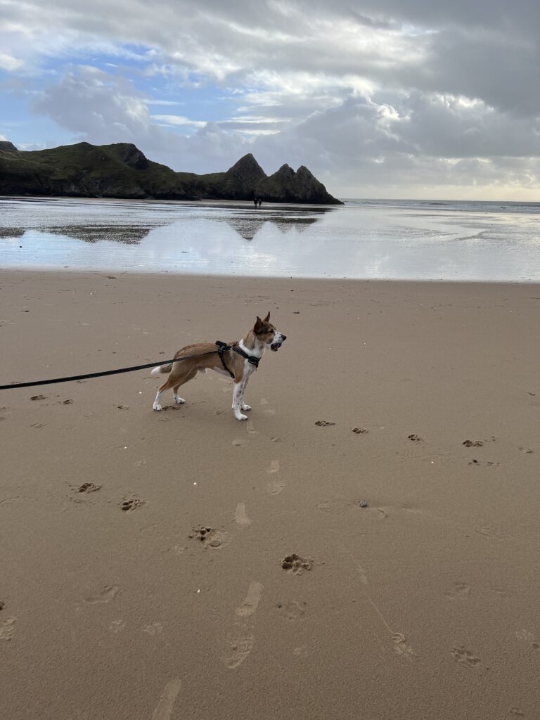 Dog on the beach with the limestone cliffs of Three Cliffs Bay in the background