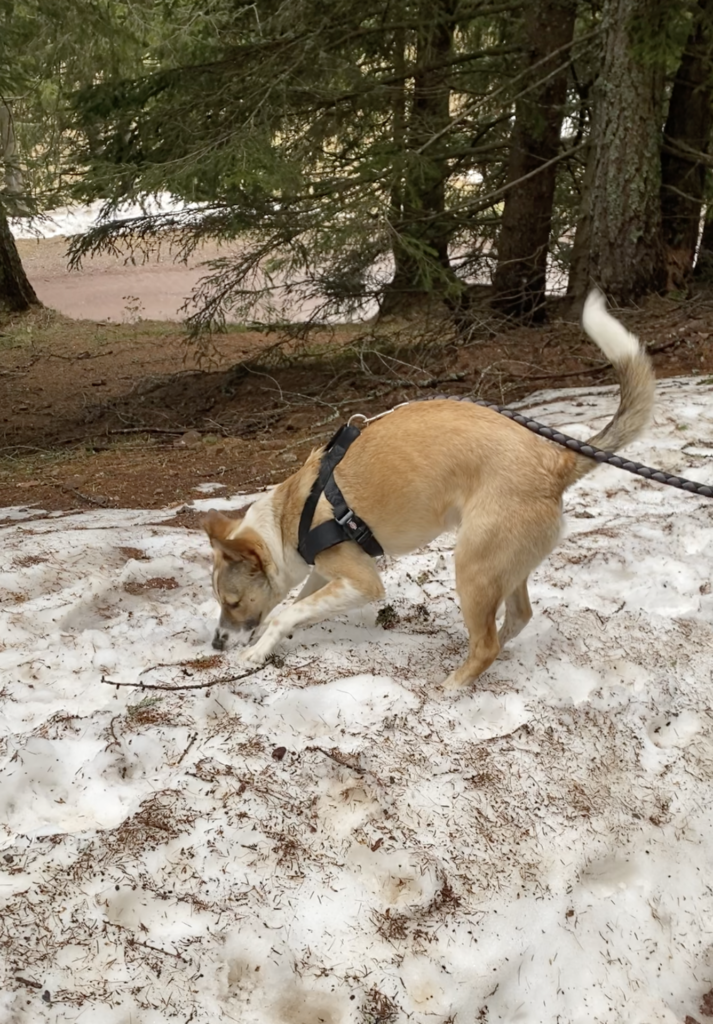 Dog standing in the snow in the Dolomites in South Tyrol